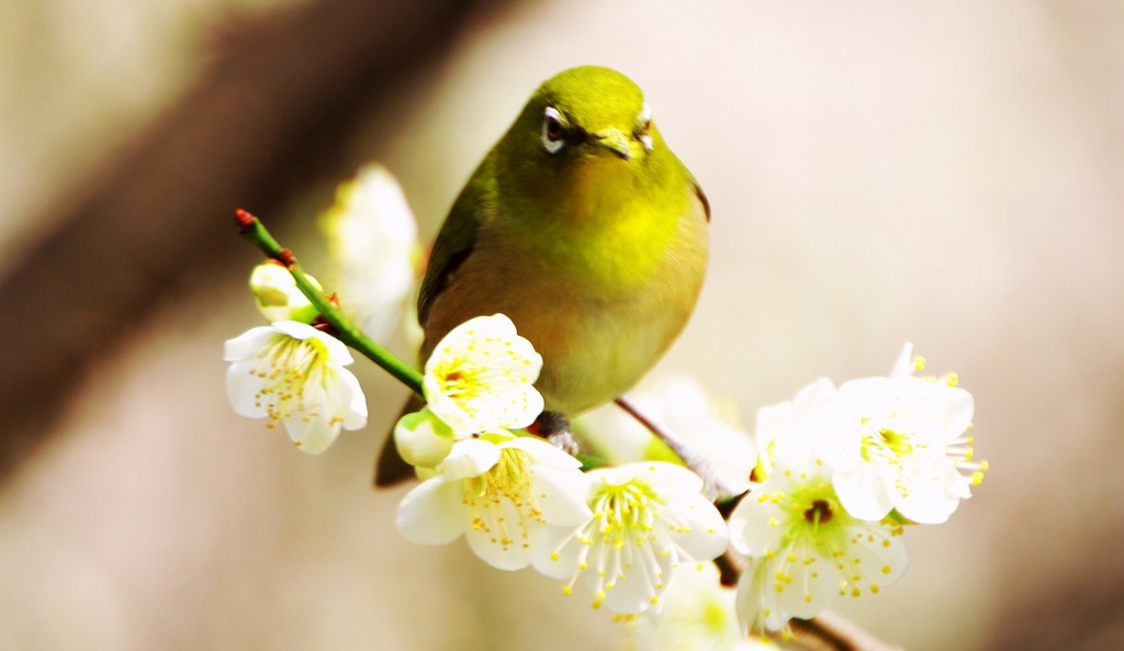 春よ～～
