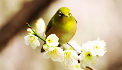 春よ～～