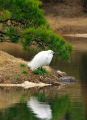 春を待つ