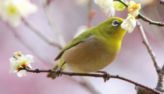 つばんで