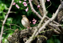 梅に野鳥