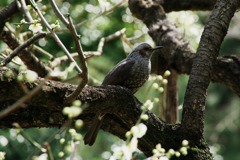 梅に野鳥