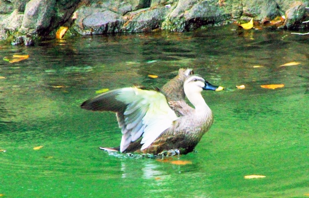 見てよ