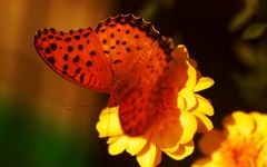 花と蝶