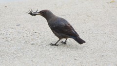 蟹と戯れる