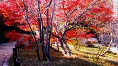 仏通寺の紅葉