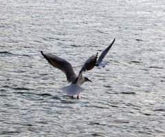 鞆の浦