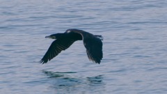 水平飛行