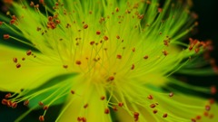 線香花火