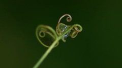 カマキリ