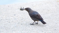 たわむれる