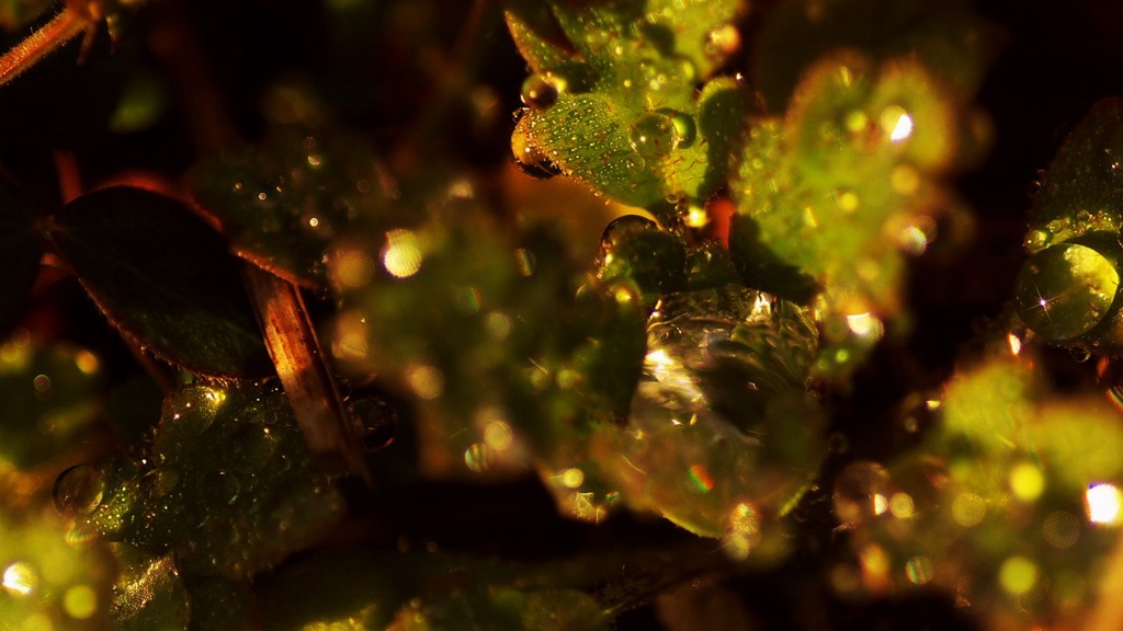 宇宙からの贈り物