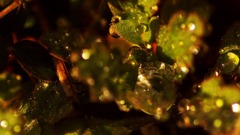 宇宙からの贈り物