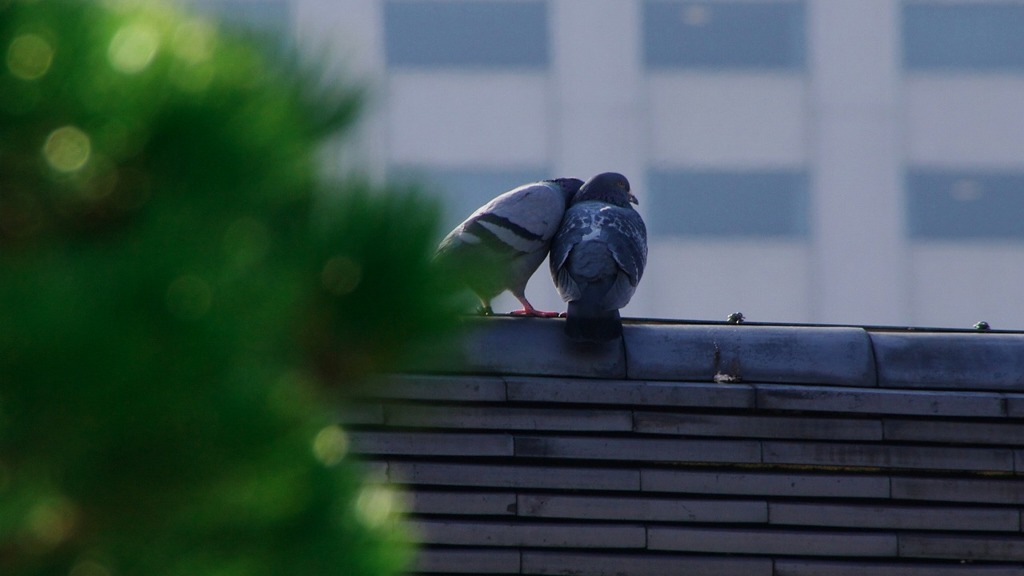 愛の調べ