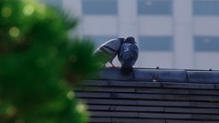 愛の調べ