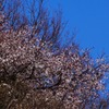 山桜