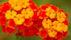 秋の花