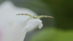 小さな生き物