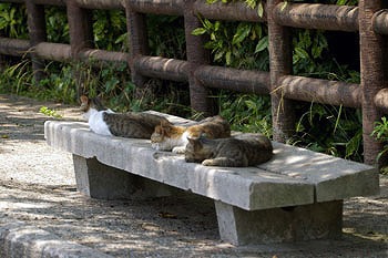 お昼寝中