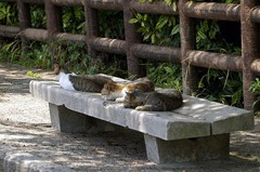 お昼寝中