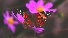 羽を広げて