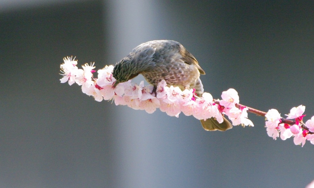 つまんで