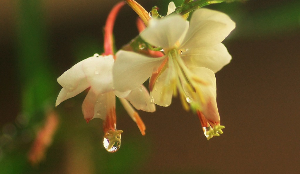 零の花