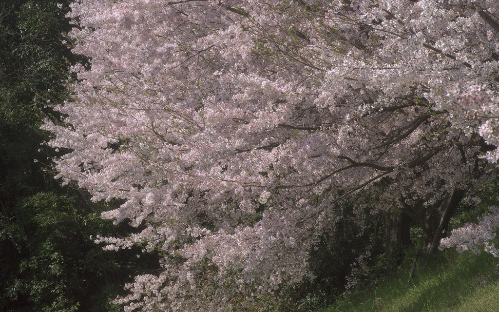 春爛漫