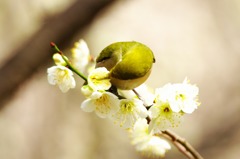 蜜をもとめて