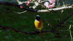 春が来たね