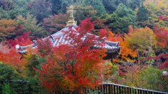 大照院の紅葉