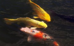 寄り添う