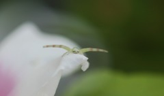 小さな生き物ト