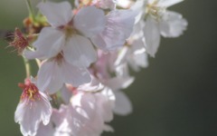 近隣の桜