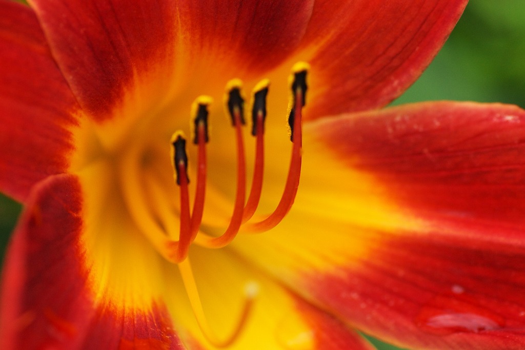 百合の花