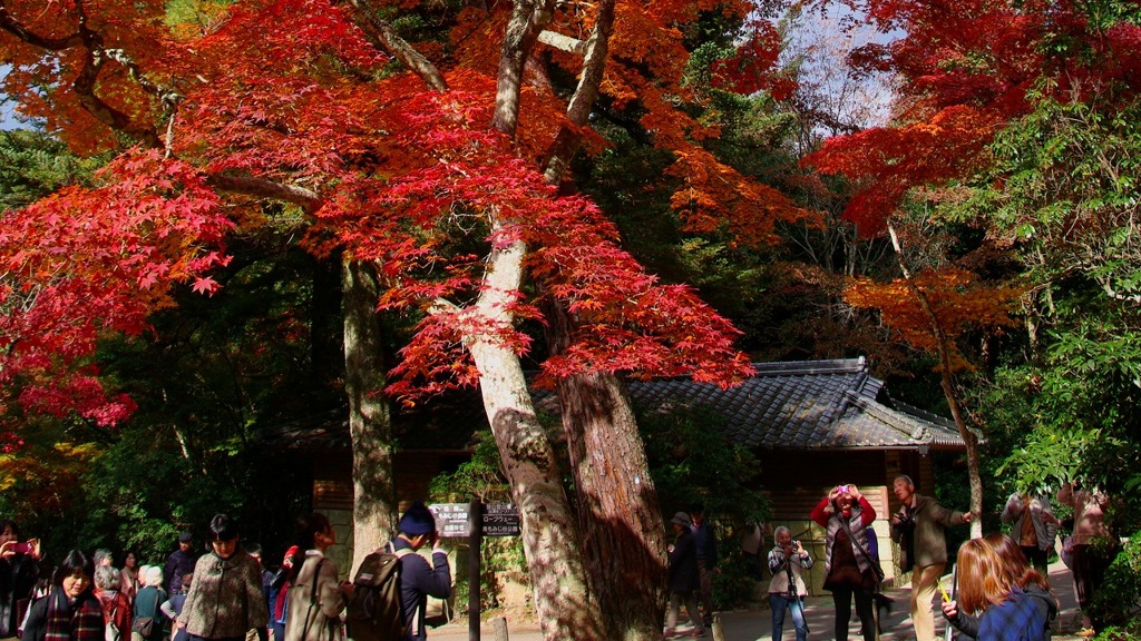 もみじ谷