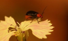 秋の虫