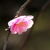 縮景園の梅