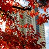 紅葉