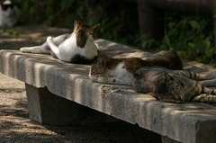 お昼寝中