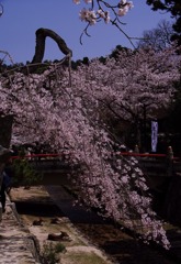 しだれさくら