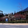 こころ梅苑