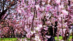 枝垂れ桜