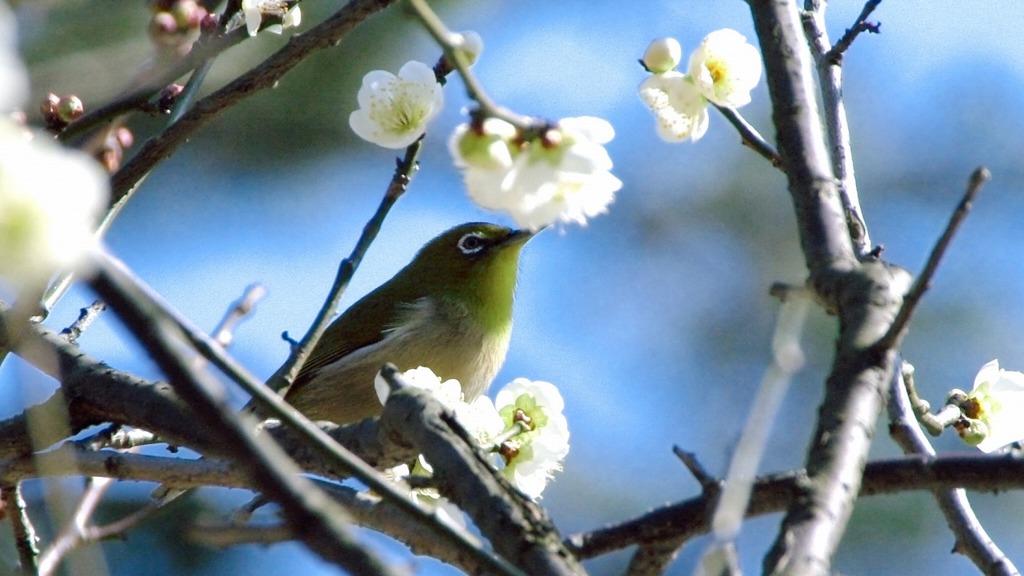 春のたより