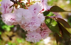 八重桜