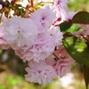 八重桜