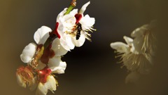 蜜を求めて