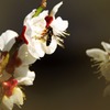 蜜を求めて