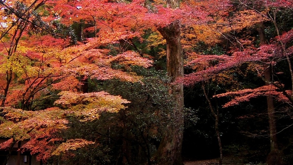 仏通寺の紅葉