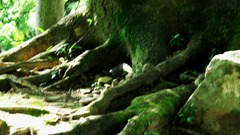大地をはる